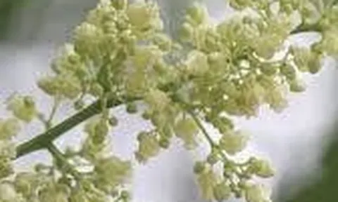 THÁNG NĂM – MÙA HOA SẤU