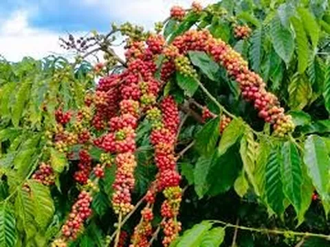 CÀ PHÊ - NIỀM CẢM HỨNG SÁNG TẠO VÀ SỰ GIAO LƯU ĐA VĂN HÓA