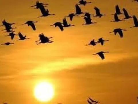 CHƯƠNG TRÌNH NGHỆ THUẬT ĐÀN CHIM VIỆT