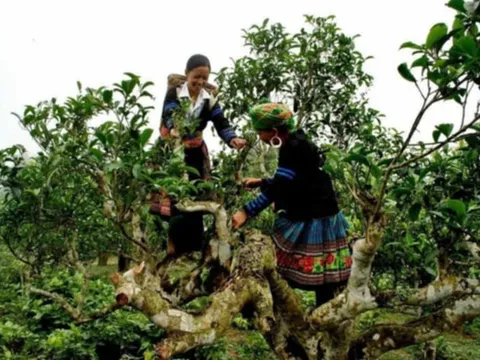 TRÀ SHAN TUYẾT HÀ GIANG