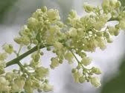 THÁNG NĂM – MÙA HOA SẤU